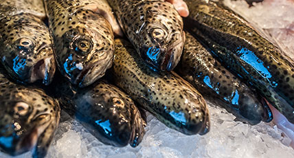 Frischfisch Wochenmarkt Hein Mück Fischhandel Dresden